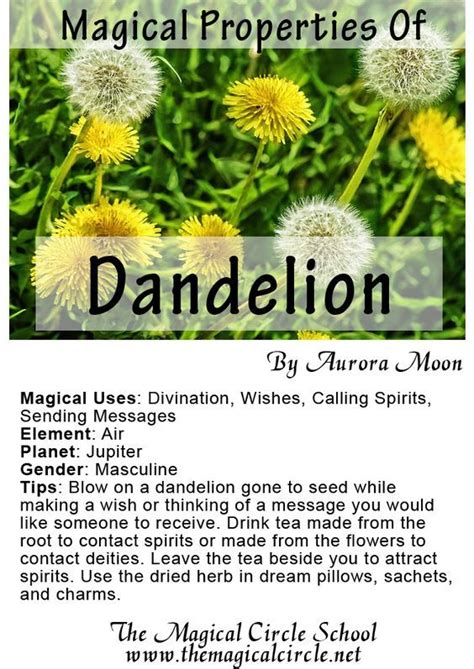 The Power of Dandelions in Witchcraft and Spellcasting: Insights from a Magical Book